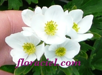 Anemone feuille narcisse